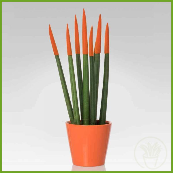 pianta_grassa_piante_succulente_046