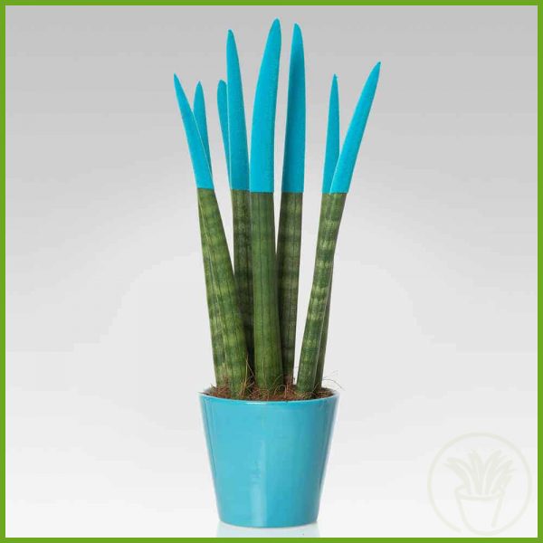 pianta_grassa_piante_succulente_031