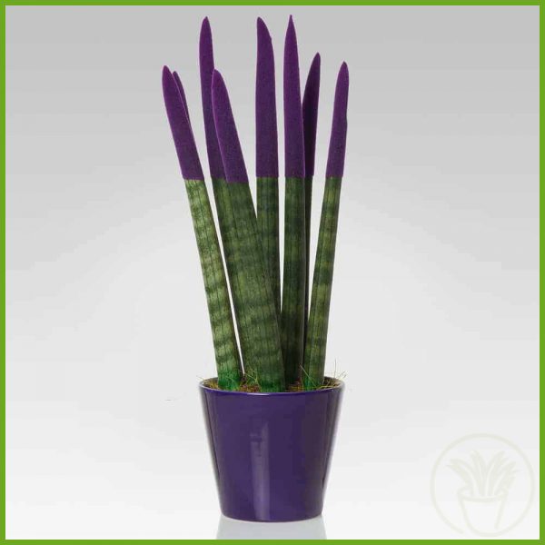 pianta_grassa_piante_succulente_040